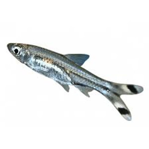 Scissortail Rasbora Scissortail Rasbora