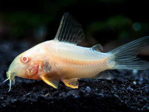 Corydoras Albino Corydoras Albino