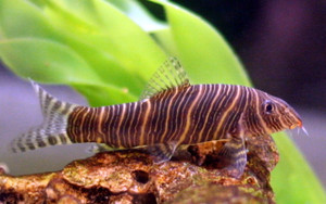 Striata Loach Striata Loach