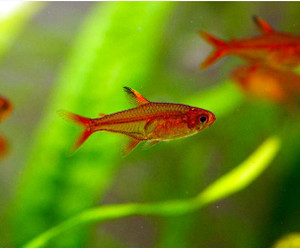 Ember Tetra Ember Tetra