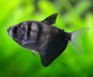 Black Widow Tetra, black and grey tropical fish with a triangular shape. Black Widow Tetra, black and grey tropical fish with a triangular shape.