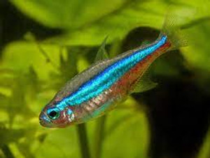 Green Neon Tetra Green Neon Tetra