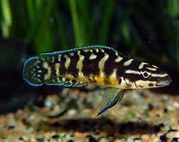 Masked Julidochromis