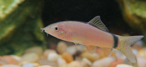 Skunk Loach Skunk Loach