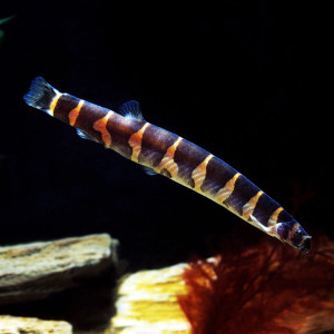 Kuhli Loach Kuhli Loach