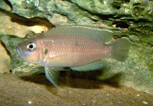 Neolamprologus Brevis Neolamprologus Brevis