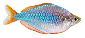 Neon Dwarf Rainbow Neon Dwarf Rainbow