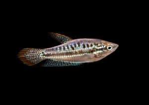 Sparkling Gourami Sparkling Gourami