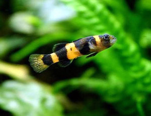 Bumble Bee Goby