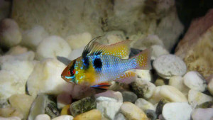 German Blue Ram