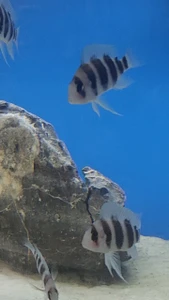 Frontosa
