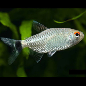 Red Eye Tetra,  Redeye tetras are very peaceful; they are best kept in schools of six or more and will claim the mid-portion of the aquarium. Red Eye Tetra,  Redeye tetras are very peaceful; they are best kept in schools of six or more and will claim the mid-portion of the aquarium.