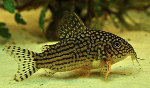 Corydoras Sterbai