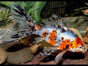 Shubunkin M Shubunkin M