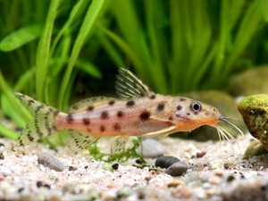 Ocellated Synodontis (ocellifer) Ocellated Synodontis (ocellifer)