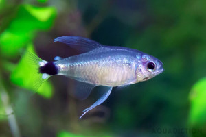 Reed Tetra, small silver tropical fish with a black eye and a corresponding black dot at the base of the tail. Reed Tetra, small silver tropical fish with a black eye and a corresponding black dot at the base of the tail.