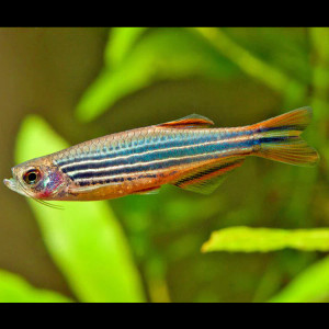 Kyathit Striped Danio Kyathit Striped Danio