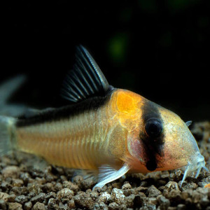 Corydoras Adolfoi, small cat fish with a striking golden-orange color and a black strip over the head. Corydoras Adolfoi, small cat fish with a striking golden-orange color and a black strip over the head.