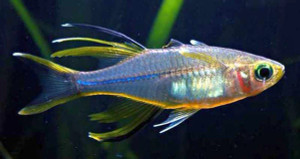 Celebes Rainbow Celebes Rainbow