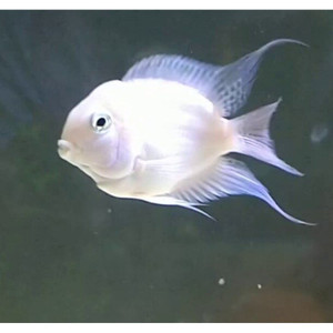 Platinum Parrot Platinum Parrot