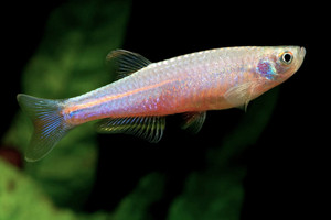 Pearl Danio Pearl Danio