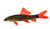 Rainbow Shark