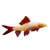 Gold Rainbow Shark