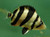 Borneo Tiger Fish with black and gold stripes, available at Wonderworld Aquarium & Pet Centre, Rotorua