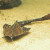 Banjo Catfish, a peaceful smaller catfish suitable to go with smaller Tetra's, corydora's, pencil and hatchet fish.