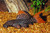 Leopard Cactus Pleco, or the Redtail Leopard Pleco or Cactus Pleco, this large and colorful bottom-dweller features a beautifully patterned body with bold orange accents.