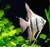 Single Dantum Angel in planted tank