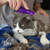 Kong Zoom Groom Cat Kong Zoom Groom Cat