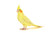 Cockatiel Lutino
