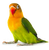 Lovebird Peach Face Green