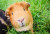 Guinea Pig