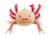 Head on of a leucistic Axolotl