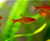 Ember Tetra Ember Tetra