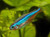Green Neon Tetra Green Neon Tetra