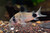 Corydoras Panda