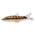 Dwarf Chain Loach