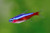 Cardinal Tetra Cardinal Tetra