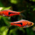 Lamb Chop Rasbora