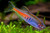 Glowlight Danio