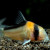 Corydoras Adolfoi, small cat fish with a striking golden-orange color and a black strip over the head. Corydoras Adolfoi, small cat fish with a striking golden-orange color and a black strip over the head.