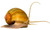 Apple Snail - Golden