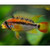 Apistogramma Macmasteri