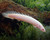 Polypterus Senegalus - Albino
