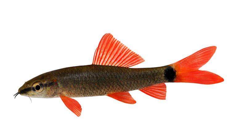 Rainbow Shark