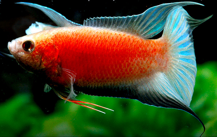 Red Paradise Fish