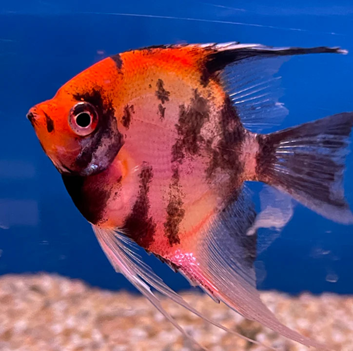 Red Devil Angelfish Small